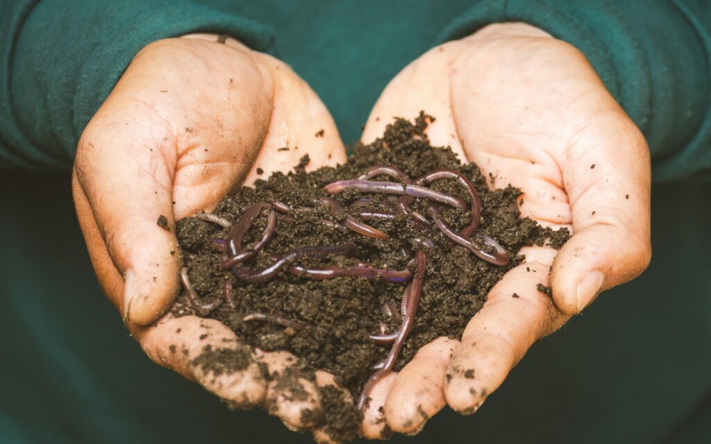 worm compost